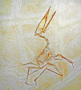 Ископаемые остатки Germanodactylus cristatus
