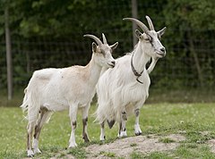 Goats Go Inspecting.