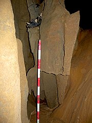 Paleontología: Cráneo de Ursus deningeri en la cueva de Goikoetxe (Busturia, Vizcaya).