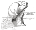 The cecal fossa. The ileum and cecum are drawn backward and upward.