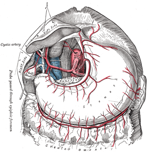 Inferior Mesenteric Artery. Superior Mesenteric Artery: