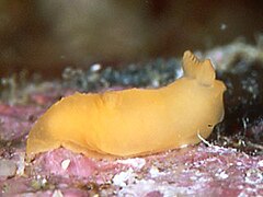 Gymnodoris inornata