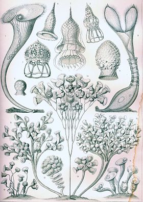 "Ciliados" da Kunstformen der Natur de Ernst Haeckel, 1904