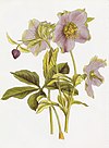 Helleborus atrorubens RHS.jpeg