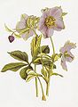 Helleborus atrorubens