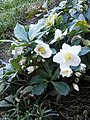 Helleborus niger - early flowering (24 December 2019)