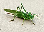 Tettigonia viridissima – Weibchen