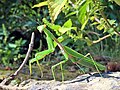 Hierodula chinensis, Япония