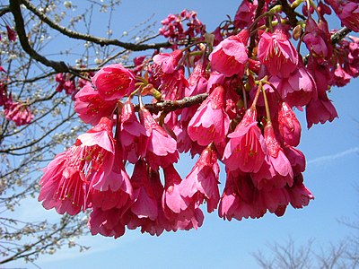 Sakura Hikanzakura