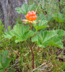Bergbroambeyer (Rubus chamaemorus)