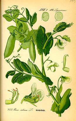 Illustratsiooni allikas: Otto Wilhelm Thomé. "Flora von Deutschland, Österreich und der Schweiz", Gera 1885