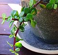 Jade in a pot.