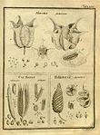 Abroma fastuosum, Corchorus und Helicteres baruensis