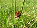 Juncus effusus