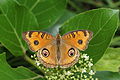 Junonia almana, Angiosperm