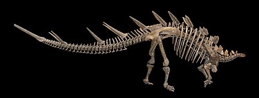 Le squelette de lectotype monté du stégosaure du Jurassique supérieur Kentrosaurus aethiopicus.