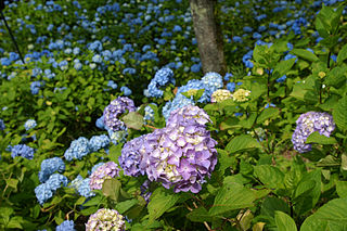 Hortensia