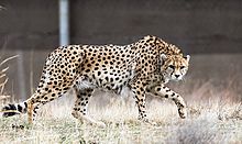 An Asiatic cheetah in Iran