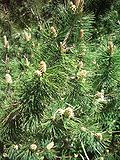 Sosna górska (Pinus mugo mugo)