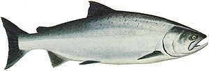 Drawing of Ocean Phase Chinook (king) salmon (...