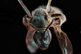 Lasioglossum marinum