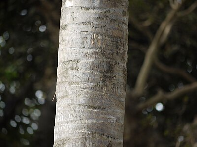 Trunk showing leaf scars in India