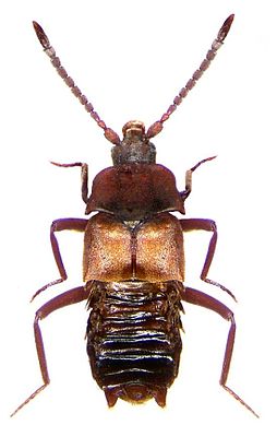 Lomechusa pubicollis