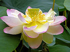 Lotus Nelumbo nucifera Flower Large 3264px.jpg
