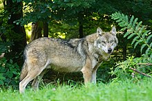 Ein aufmerksam wirkender Wolf in Seitenansicht, den Kopf in Richtung Kamera gedreht; im Hintergrund dichter Laubwald, im Vordergrund Gras und ein schräg ins Bild ragender Farnwedel