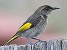 Juvenile male crescent honeyeater