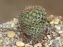 Mammillaria huitzilopochtli L066