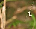 ミドリマネキグモの条網