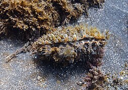 En Madeira, Portugal