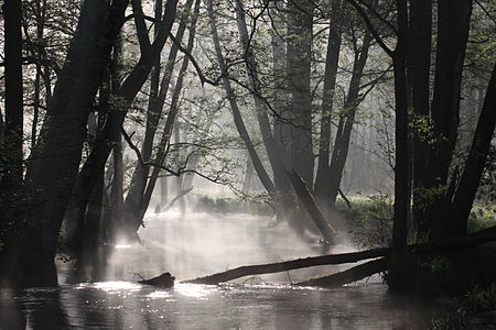 2. wyróżnienie Specjalny obszar ochrony siedlisk Rzeka Pasłęka (fot. Hubert Ignatowicz)