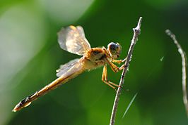 Libellula needhami