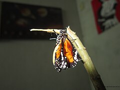 נקבת הדנאית ההדורה שזה הרגע נוצרה בשבי