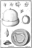 Tafel 27: „Nhandiroba“