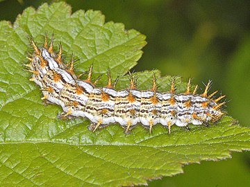 Caterpillar