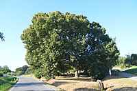 Linden am Graben