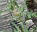 Oenothera deltoides var. howellii