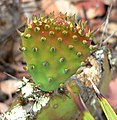 Opuntia littoralis var. vaseyi