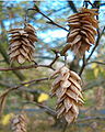 Infrutescence mature en automne