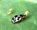 The ladybird beetle Propylea quatuordecimpunctata consuming an aphid