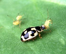 Коровка четырнадцатиточечная (Propylea quatuordecimpunctata)