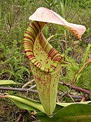 Nepenthes rafflesiana; Borneo, Sumatra, Malezja i Singapur