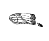 Palaeoptysma venosa
(1895 illustration) Palaeoptysma venosa Scudder 1895 pl1 Fig8.png