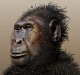 Paranthropus boisei