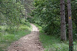 Allée forestière dans le bas de la combe.