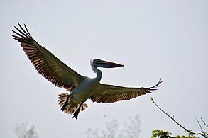 স্পট-বিল পেলিকান ফ্লাইট নিচ্ছে