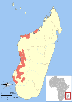 Distribución del lémur de orejas ahorquilladas pálido